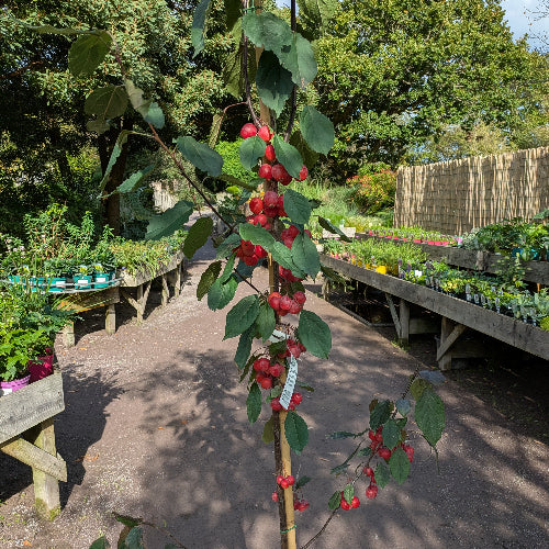 Malus Obelisk - Flowering Crab Apple