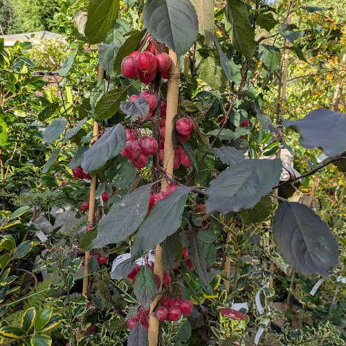 Malus Obelisk - Flowering Crab Apple