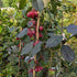 Malus Obelisk - Flowering Crab Apple