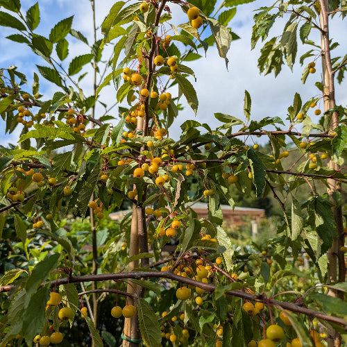 Malus Brouwer's Beauty - Flowering Crab Apple