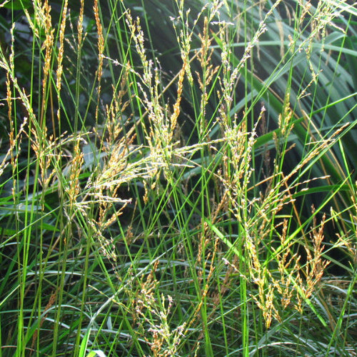 Molinia caerulea Transparent