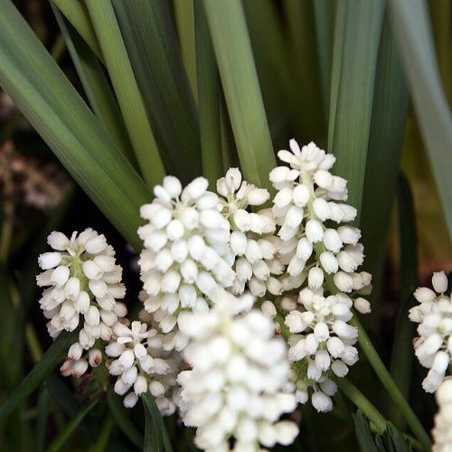 Muscari armeniacum White Magic