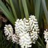 Muscari armeniacum White Magic
