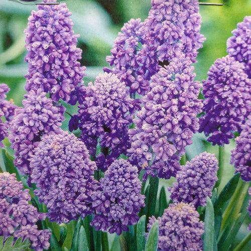 Muscari armeniacum Artist