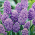 Muscari armeniacum Artist