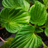 Myosotidium hortensia