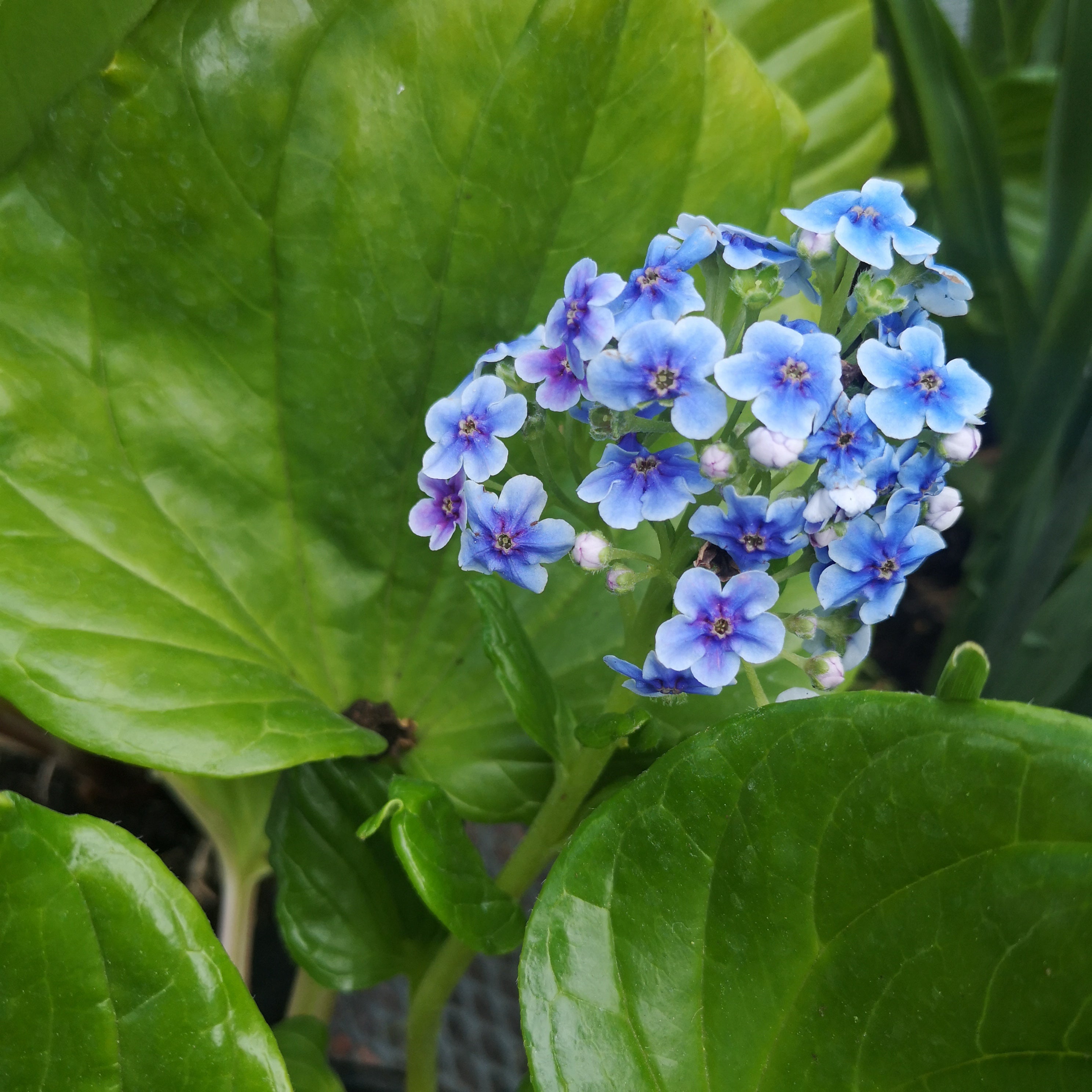 Myosotidium hortensia