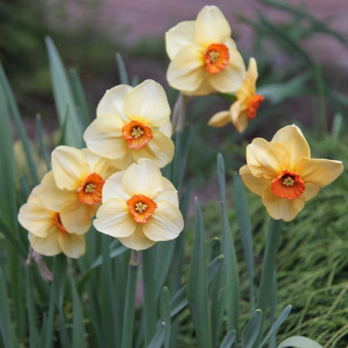 Daffodil (Narcissi) Altruist