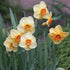 Daffodil (Narcissi) Altruist