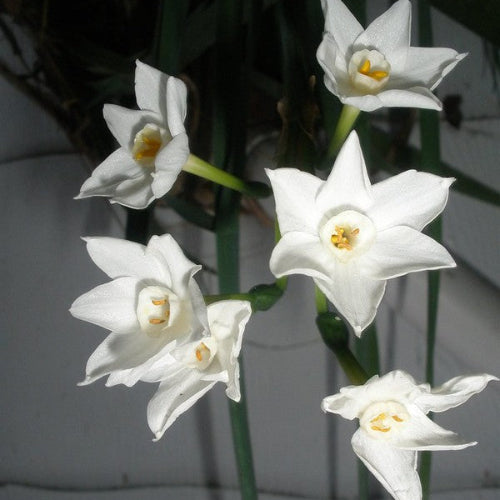 Daffodil (Narcissi) grandiflora Paperwhite