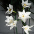 Daffodil (Narcissi) grandiflora Paperwhite