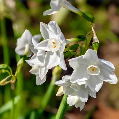 Daffodil (Narcissi) grandiflora Paperwhite
