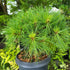 Pinus strobus 'Minima' - Dwarf Weymouth pine