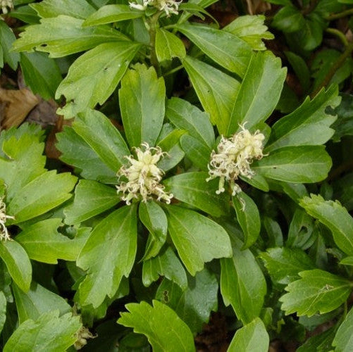 Pachysandra terminalis