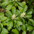 Pachysandra terminalis