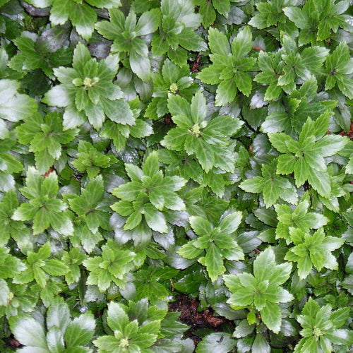 Pachysandra terminalis