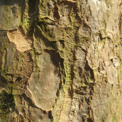 Parrotia persica Felicia