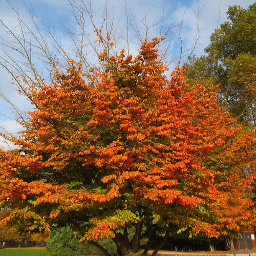 Parrotia persica Felicia