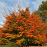 Parrotia persica Felicia