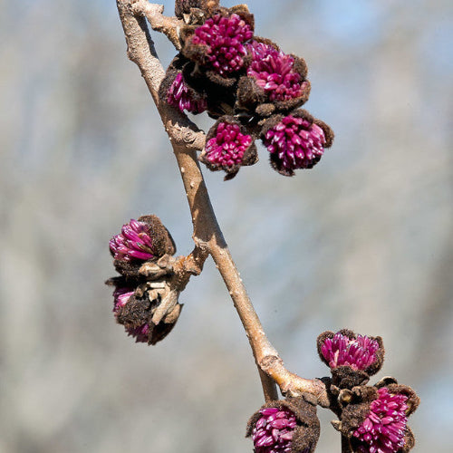 Parrotia persica Felicia