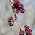 Parrotia persica Felicia