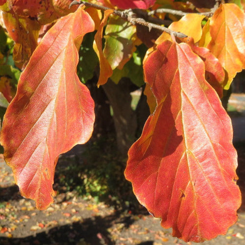 Parrotia persica Felicia