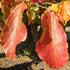 Parrotia persica Felicia