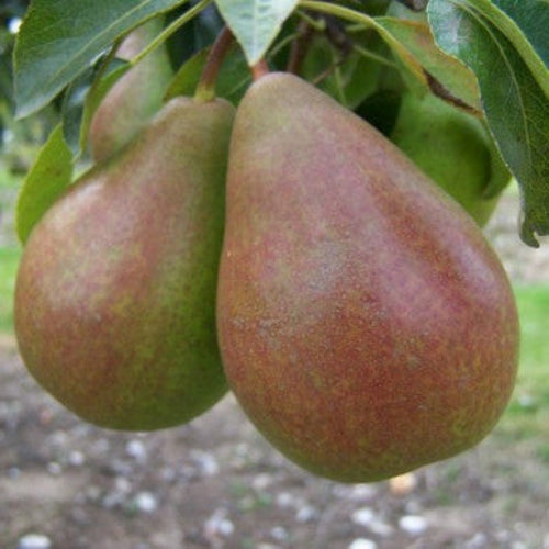 Pear Louise Bonne de Jersey