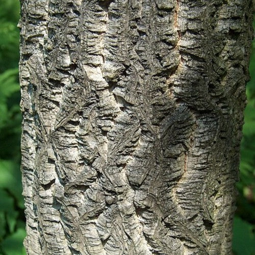 Phellodendron amurense