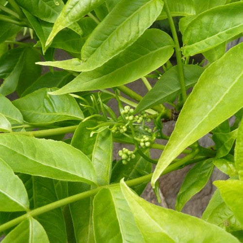 Phellodendron amurense