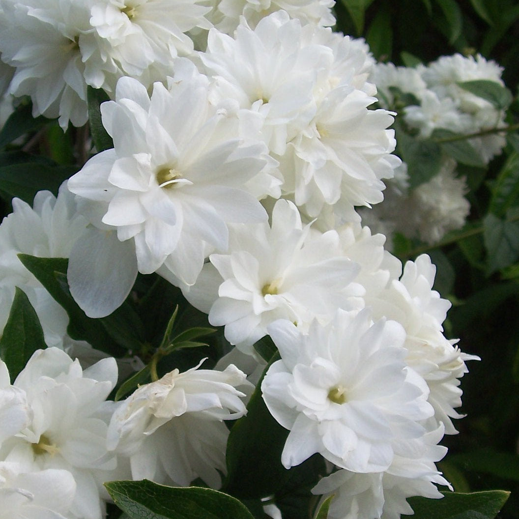 Philadelphus Frosty Morn