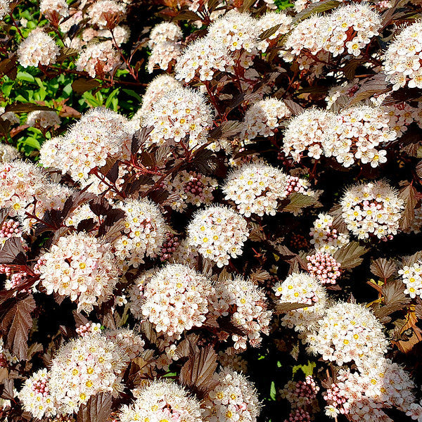 Physocarpus opulifolius Diabolo