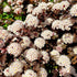 Physocarpus opulifolius Diabolo