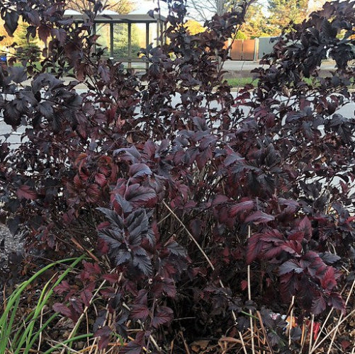 Physocarpus opulifolius Diabolo