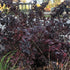 Physocarpus opulifolius Diabolo
