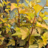 Physocarpus opulifolius Magic Ball