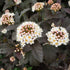 Physocarpus opulifolius Diabolo