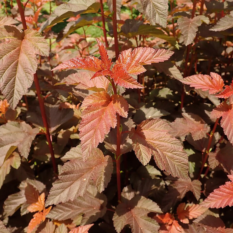 Physocarpus opulifolius 'Lady in Red'