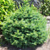 Picea omorika Nana
