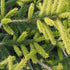 Picea orientalis Aureospicata