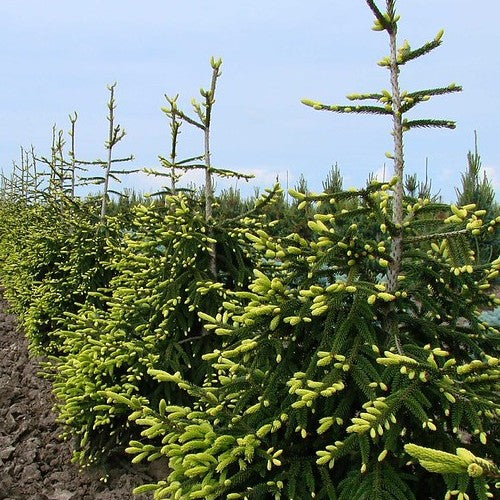 Picea orientalis Aureospicata