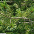 Pinus Vanderwolf's Pyramid