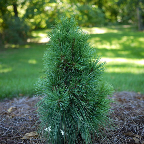 Pinus schwerinii Wiethorst