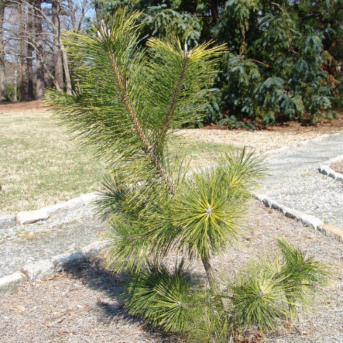 Pinus thunbergii Ogon
