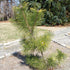 Pinus thunbergii Ogon