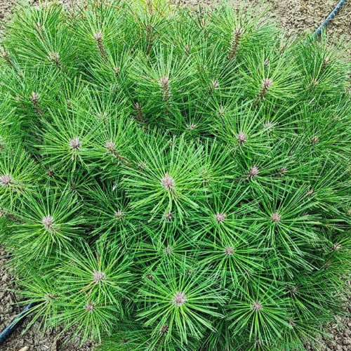 Pinus densiflora Low Glow
