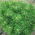 Pinus densiflora Low Glow