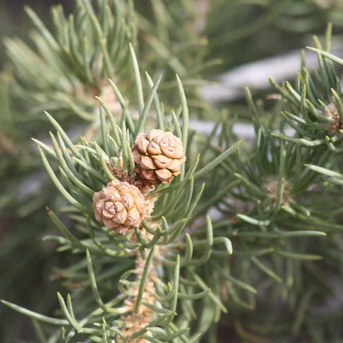 Pinus monophylla