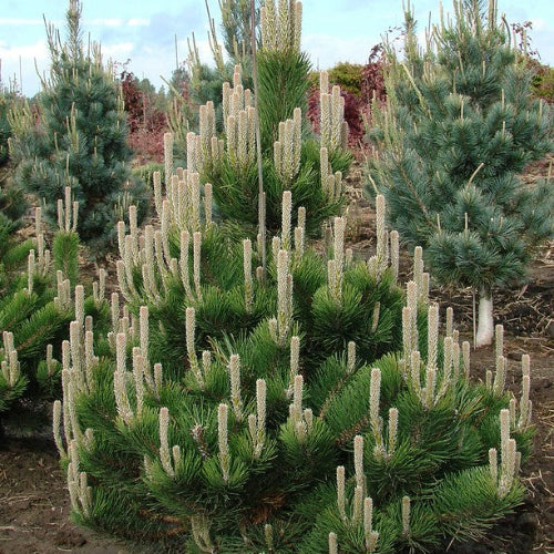 Pinus nigra Oregon Green