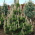 Pinus nigra Oregon Green
